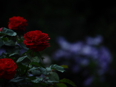 宵の薔薇
