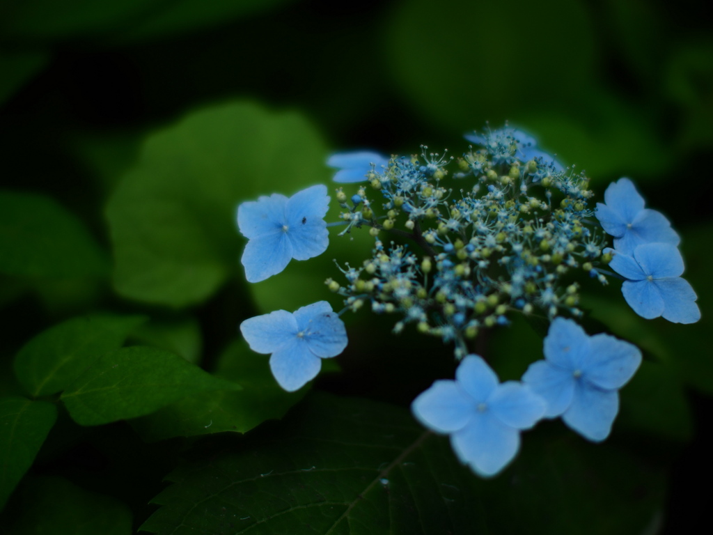 真・森の紫陽花