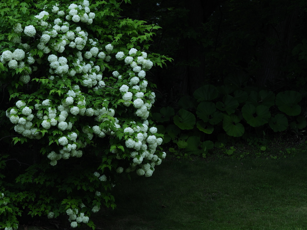 森陰の花