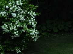 森陰の花