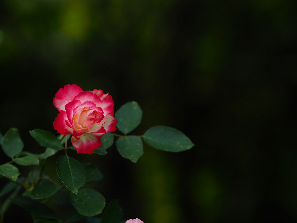 木洩れ日の薔薇