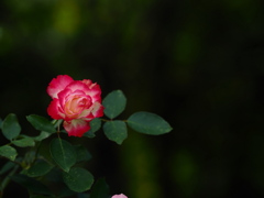 木洩れ日の薔薇