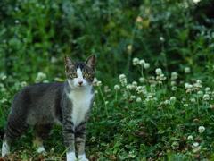 花とねこ