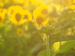 夕陽・うぶ毛