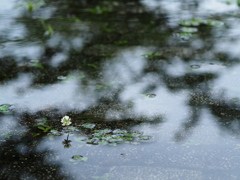 哀の水中花
