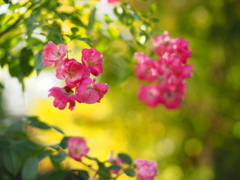 秋陽の薔薇