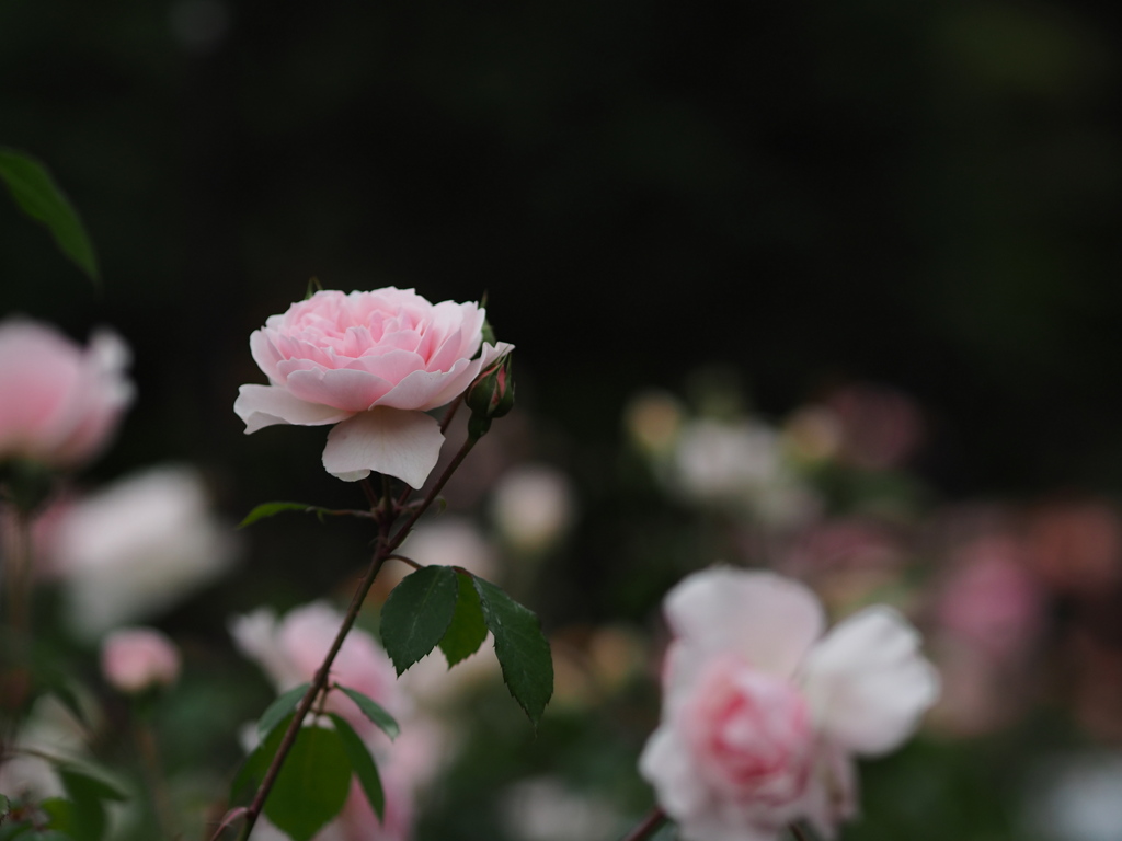 薔薇園・賑わい