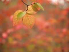 透き通っていく世界