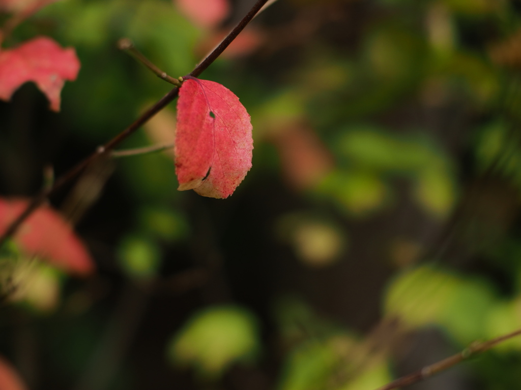 晩秋・一葉
