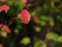 晩秋・一葉