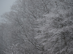 着雪の森