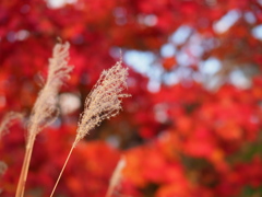 紅に映える