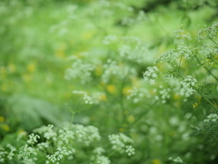 神の花園