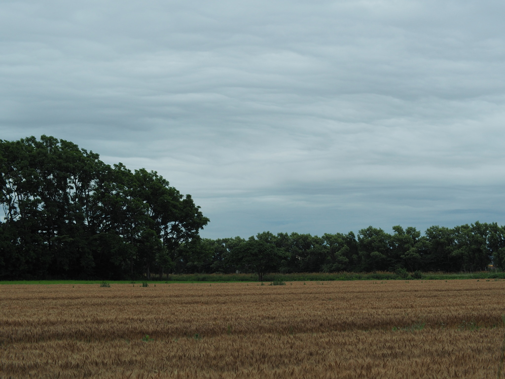 麦秋の雲