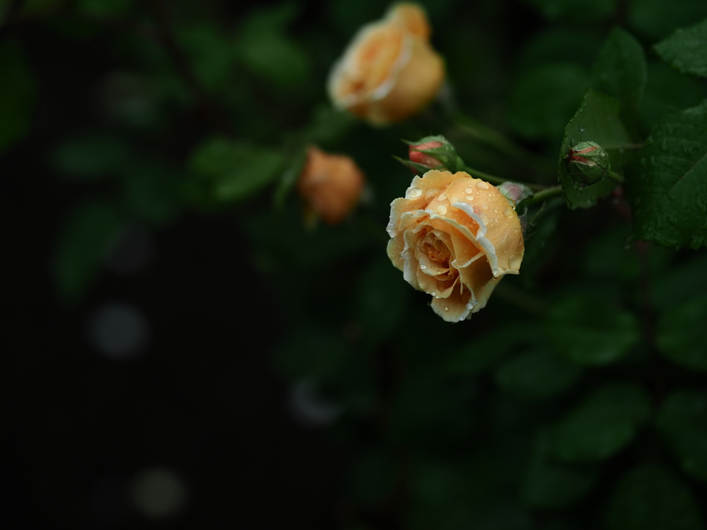 雫纏う花