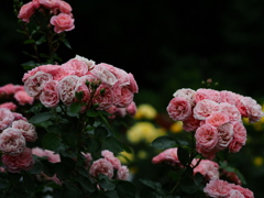 夜の華