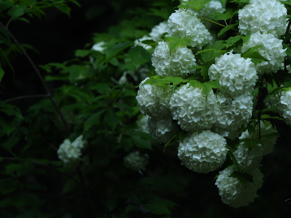 木影の花