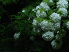 木影の花