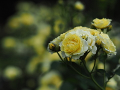 ゴールデンボーダー