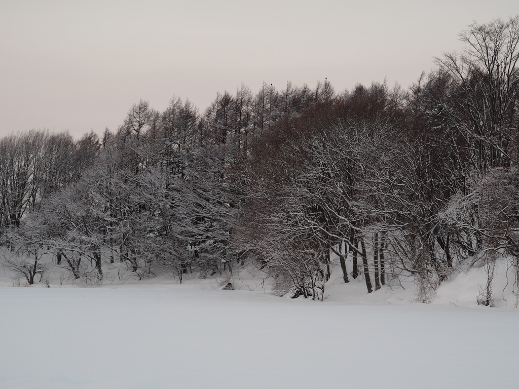 1/27　通勤風景　着雪