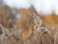枯野の花