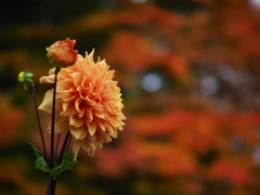 十月の色 十月の色