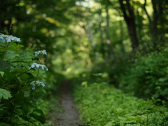 紫陽花の道