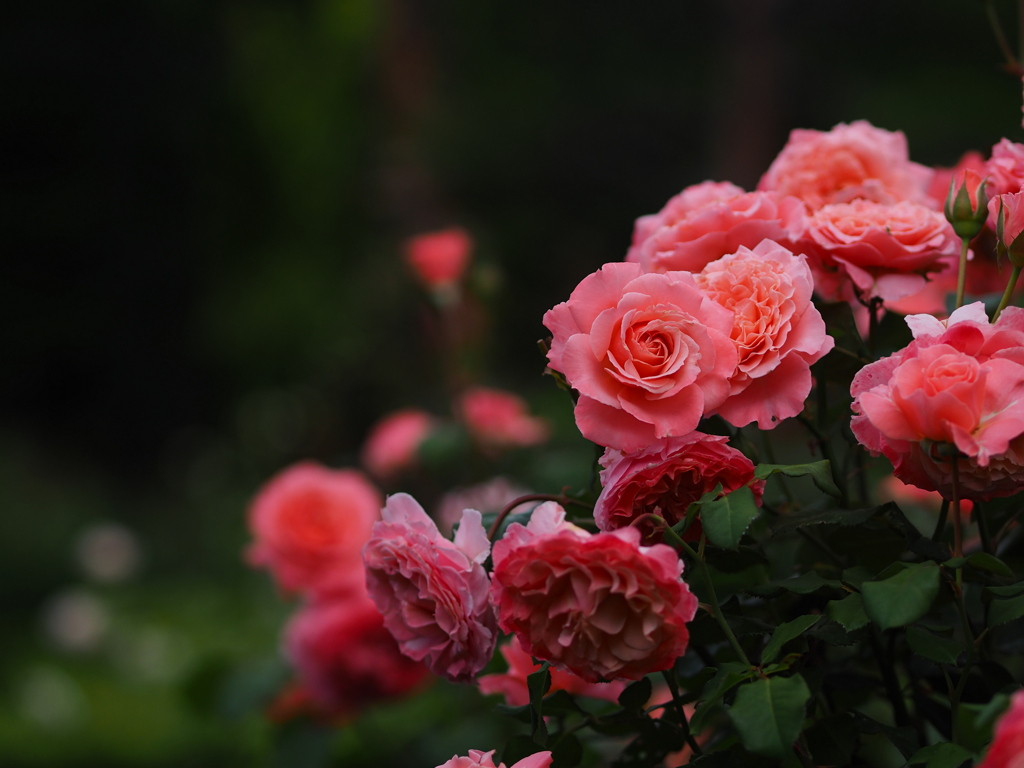 金曜の夜に花束