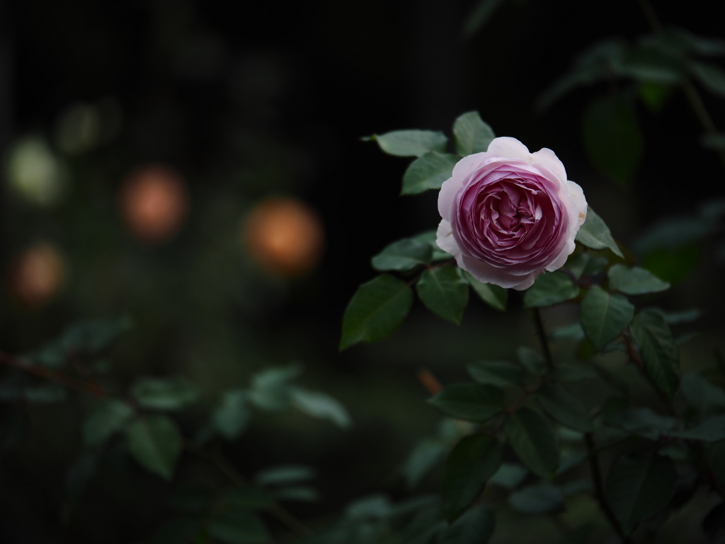 一週間お疲れ様の薔薇