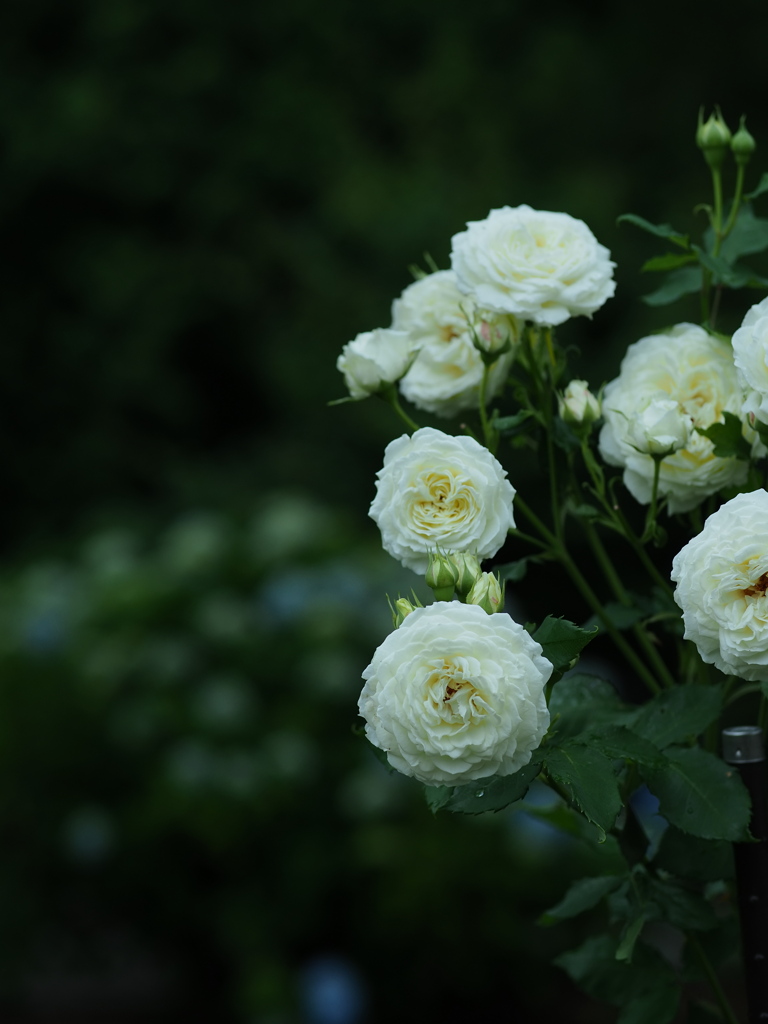 星月夜の薔薇