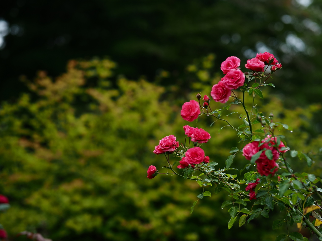 薔薇に雨