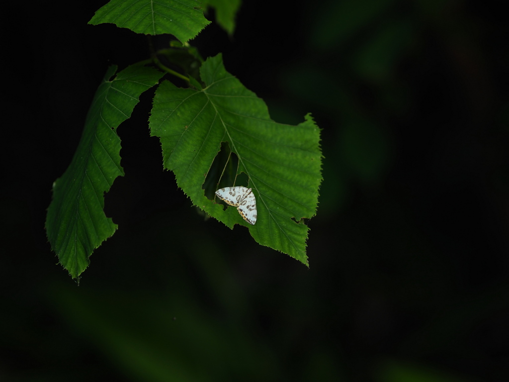 蛾と虫喰い