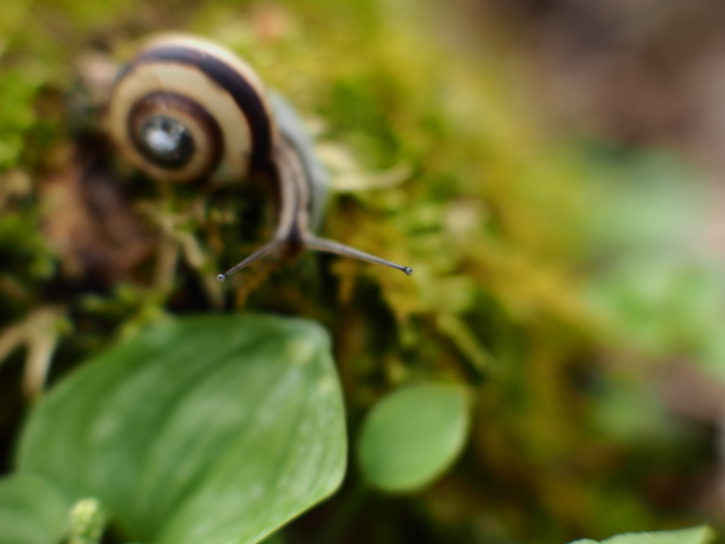蝸牛の視線