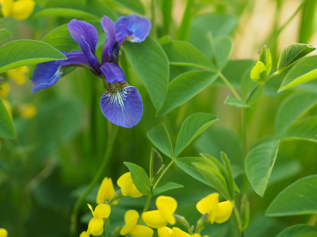 みどりとあやめ