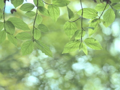 透き通っていく世界