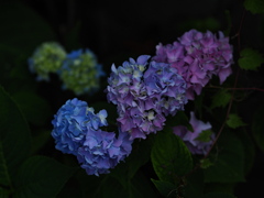 色変わりの紫陽花