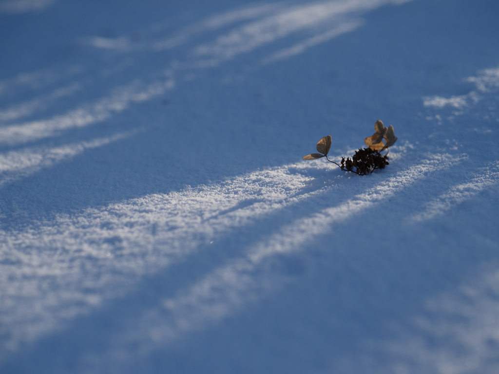 雪の光