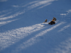 雪の光