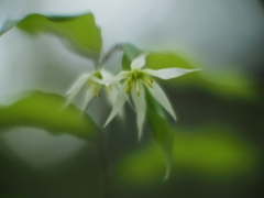 肩寄せ合って