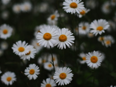 サイケの花園