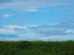 盛夏のむこうに