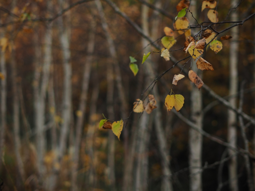 白樺・晩秋