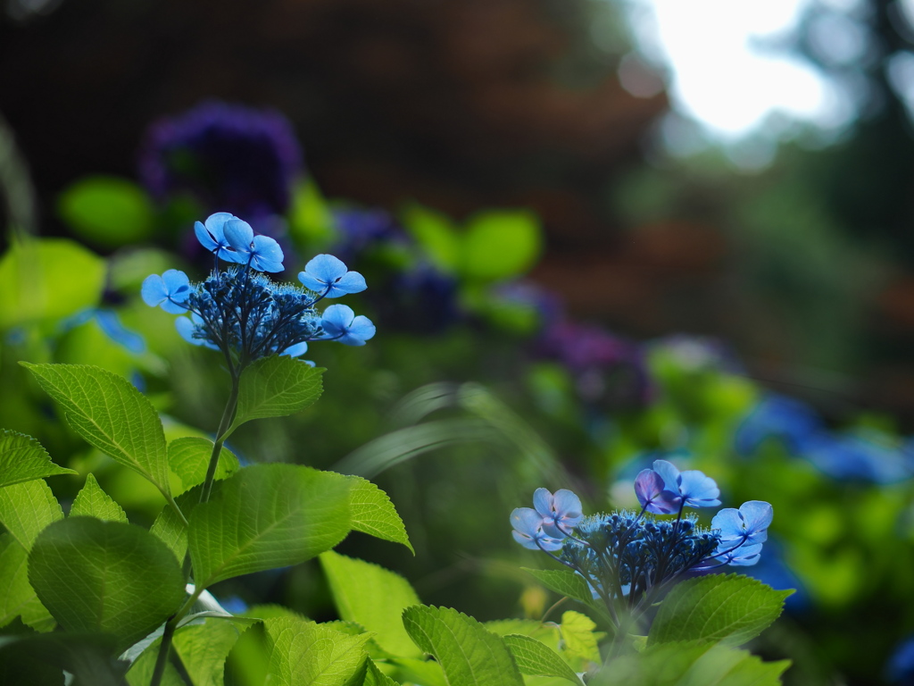 紫陽花に光