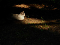 こもれび・安息