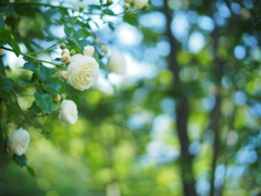 緑陰の白薔薇