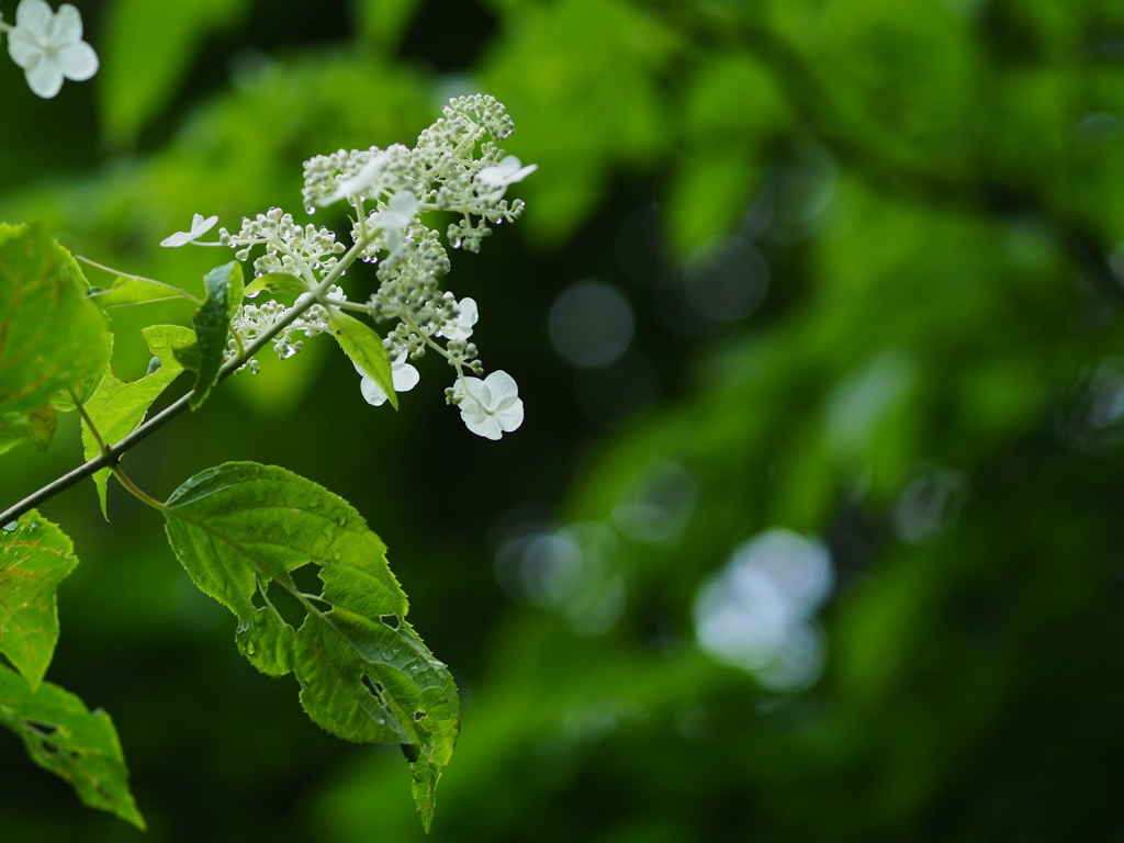 雨後の花