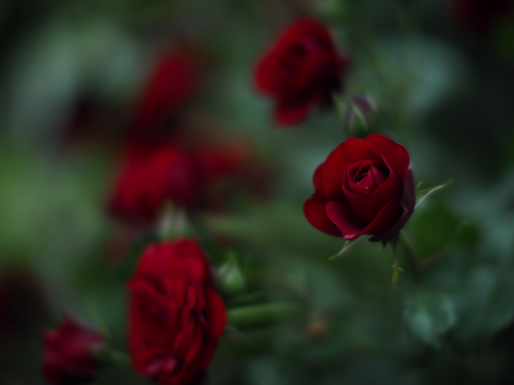 深紅の薔薇