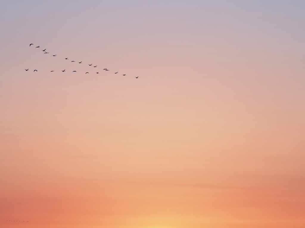 暮れ色の渡り鳥