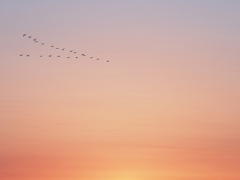 暮れ色の渡り鳥
