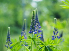 光のルピナス園